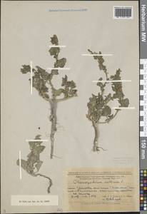 Марь городская (L.) S. Fuentes, Uotila & Borsch, Восточная Европа, Нижневолжский район (E9) (Россия)