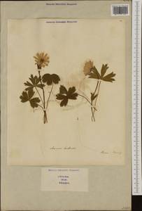 Anemone hortensis L., Западная Европа (EUR) (Италия)