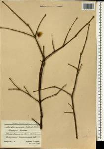 Chimonanthus praecox (L.) Link, Зарубежная Азия (ASIA) (Грузия)