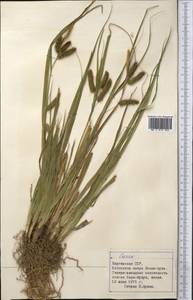 Осока, Средняя Азия и Казахстан, Северный и Центральный Тянь-Шань (M4) (Киргизия)