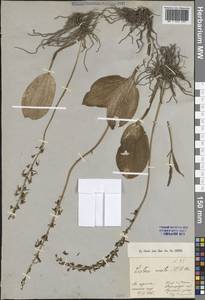 Гнездовка яйцевидная (L.) Hartm., Восточная Европа, Северо-Западный район (E2) (Россия)