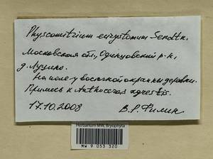 Physcomitrium eurystomum Sendtn., Гербарий мохообразных, Мхи - Москва и Московская область (B6a) (Россия)