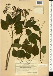 Плющ обыкновенный L., Кавказ, Грузия (K4) (Грузия)
