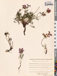 Мытник прелестный Adams ex Steven, Сибирь, Чукотка и Камчатка (S7) (Россия)