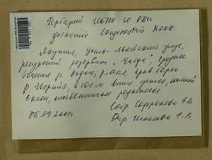 Grimmia longirostris Hook., Гербарий мохообразных, Мхи - Якутия (B19) (Россия)