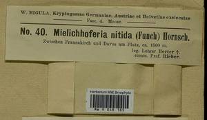 Mielichhoferia mielichhoferiana (Funck) Loeske, Гербарий мохообразных, Мхи - Западная Европа (BEu) (Швейцария)