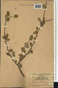 Prunus microcarpa C. A. Mey., Кавказ, Азербайджан (K6) (Азербайджан)