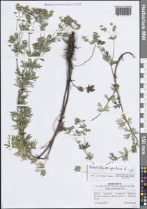 Лапчатка серебристая L., Восточная Европа, Средневолжский район (E8) (Россия)