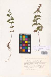 MHA 0 158 331, Mentha × verticillata L., Восточная Европа, Латвия (E2b) (Латвия)