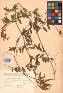 Горошек приятный Fisch. ex Ser., Сибирь, Дальний Восток (S6) (Россия)