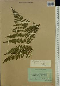 Pteridium aquilinum subsp. pinetorum (C. N. Page & R. R. Mill) J. A. Thomson, Восточная Европа, Северо-Западный район (E2) (Россия)