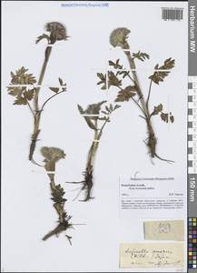 Саяночка странная (Stephan ex Schult.) Soják, Сибирь, Алтай и Саяны (S2) (Россия)