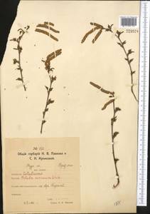 Береза повислая, Береза бородавчатая Roth, Средняя Азия и Казахстан, Северный и Центральный Казахстан (M10) (Казахстан)