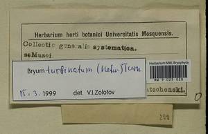 Ptychostomum turbinatum (Hedw.) J.R. Spence, Гербарий мохообразных, Мхи - Западная Европа (BEu) (Неизвестно)