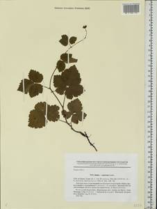 Rubus × castoreus (Laest.) Fr., Восточная Европа, Северный район (E1) (Россия)