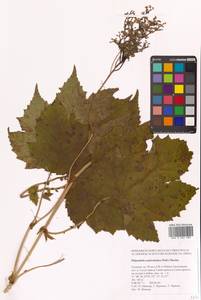 Таволга камчатская (Pall.) Maxim., Сибирь, Дальний Восток (S6) (Россия)