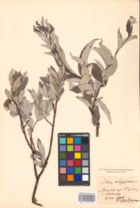 Ива лопарская L., Восточная Европа, Московская область и Москва (E4a) (Россия)