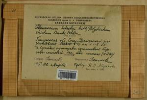 Pleurozium schreberi (Willd. ex Brid.) Mitt., Гербарий мохообразных, Мхи - Центральное Нечерноземье (B6) (Россия)