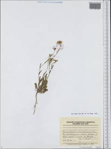 Brassicaceae, Восточная Европа, Нижневолжский район (E9) (Россия)