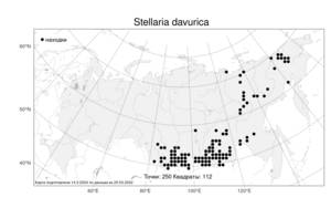 Stellaria davurica, Звездчатка даурская D. F. K. Schltdl., Атлас флоры России (FLORUS) (Россия)