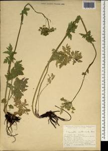 Pseudopimpinella anthriscoides (Boiss.) F.Ghahrem., Khajepiri & Mozaff., Зарубежная Азия (ASIA) (Турция)