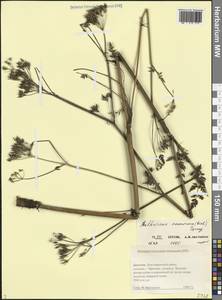 Anthriscus sylvestris subsp. sylvestris, Кавказ, Дагестан (K2) (Россия)