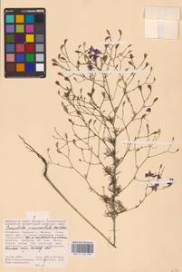 Delphinium consolida subsp. paniculatum (Host) N.Busch, Восточная Европа, Молдавия (E13a) (Молдавия)