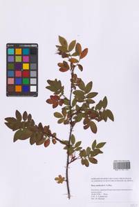 Шиповник даурский Pall., Сибирь, Чукотка и Камчатка (S7) (Россия)