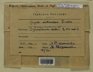 Ptychostomum pseudotriquetrum (Hedw.) J.R. Spence & H.P. Ramsay, Гербарий мохообразных, Мхи - Центральное Нечерноземье (B6) (Россия)