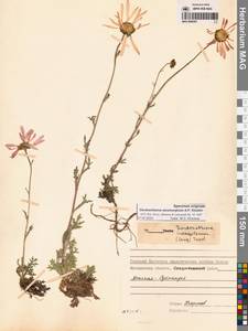 Chrysanthemum zawadzkii subsp. peleiolepis (Trautv.) Zuev, Сибирь, Чукотка и Камчатка (S7) (Россия)