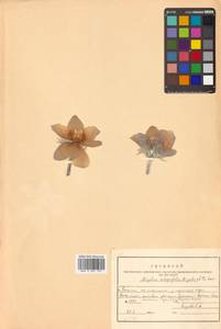 Pulsatilla integrifolia (Miyabe & Tatew.) Tatew. & Okwi ex Vorosch., Сибирь, Дальний Восток (S6) (Россия)