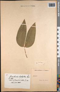 Lysiphyllum diphyllum (Banks) de Wit, Зарубежная Азия (ASIA) (Индия)