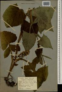 Lactuca macrophylla subsp. uralensis (Rouy) N. Kilian & Greuter, Восточная Европа, Северный район (E1) (Россия)