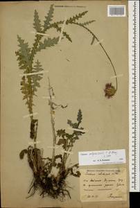 Чертополох прижатый C.A.Mey., Кавказ, Южная Осетия (K4b) (Южная Осетия)