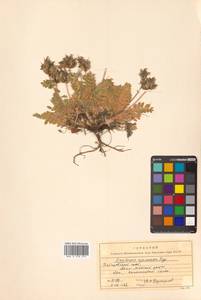 Остролодочник аянский (Regel & Tiling) Bunge, Сибирь, Дальний Восток (S6) (Россия)