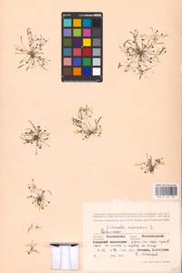 MHA 0 159 734, Лужница водяная L., Восточная Европа, Центральный лесостепной район (E6) (Россия)