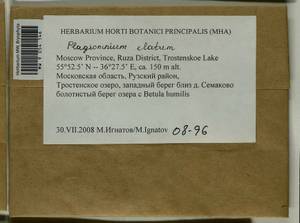 Plagiomnium elatum (Bruch & Schimp.) T.J. Kop., Гербарий мохообразных, Мхи - Москва и Московская область (B6a) (Россия)