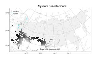 Alyssum turkestanicum, Бурачок туркестанский Regel & Schmalh., Атлас флоры России (FLORUS) (Россия)