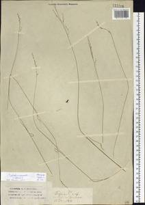 Мятлик болотный L., Сибирь, Западный (Казахстанский) Алтай (S2a) (Казахстан)