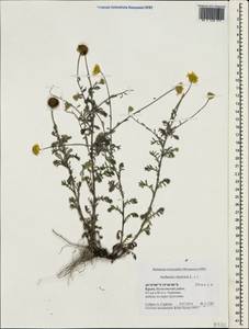 Cota tinctoria subsp. tinctoria, Крым (KRYM) (Россия)