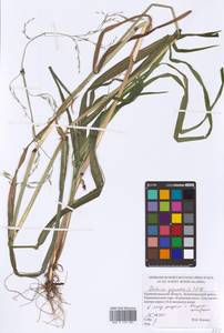 Lolium giganteum (L.) Darbysh., Восточная Европа, Северо-Западный район (E2) (Россия)