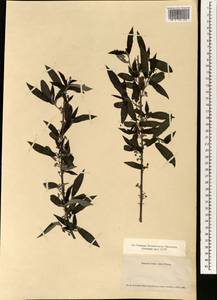 Debregeasia edulis (Siebold & Zucc.) Wedd., Зарубежная Азия (ASIA) (Япония)