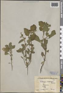 Гелиотроп эллиптический Ledeb., Средняя Азия и Казахстан, Сырдарьинские пустыни и Кызылкумы (M7) (Узбекистан)