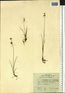 Juncus castaneus subsp. leucochlamys (W. J. Zinger ex V. I. Krecz.) Hultén, Сибирь, Дальний Восток (S6) (Россия)