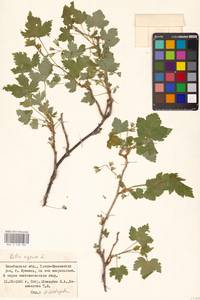 Смородина черная L., Восточная Европа, Восточный район (E10) (Россия)