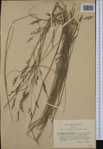 Piptatherum coerulescens (Desf.) P.Beauv., Западная Европа (EUR) (Италия)