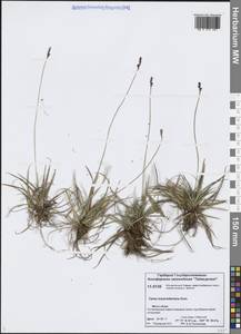 Осока Траутфеттера Kom., Сибирь, Центральная Сибирь (S3) (Россия)