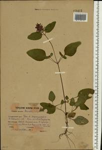 Черноголовка обыкновенная L., Восточная Европа, Восточный район (E10) (Россия)