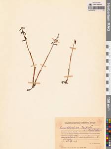 Ладьян трехнадрезанный Châtel., Сибирь, Чукотка и Камчатка (S7) (Россия)
