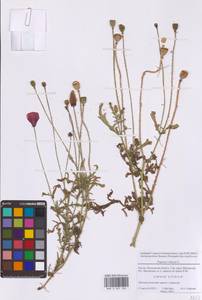 Мак самосейка L., Восточная Европа, Московская область и Москва (E4a) (Россия)